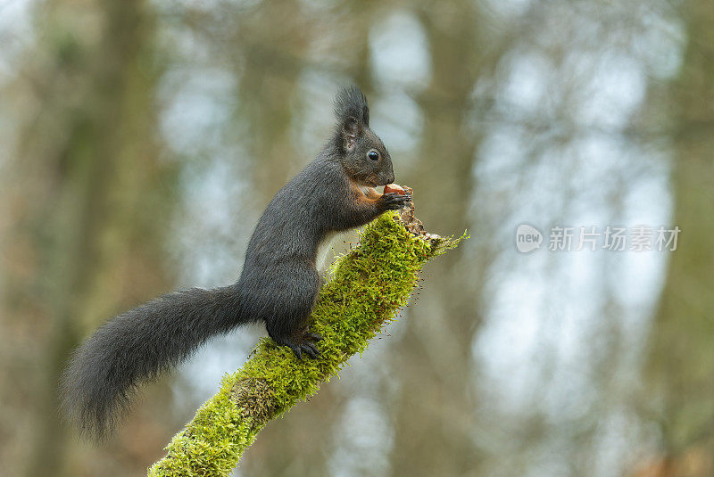 可爱的欧亚红松鼠(Sciurus vulgaris)正在吃榛子